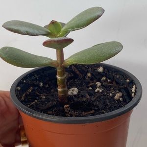 Jade Tree ( Mini)